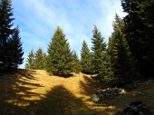 27 Scendiamo nel bosco